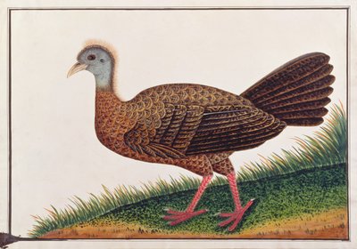 Great Argus, from Drawings of Birds from Malacca by Chinese School